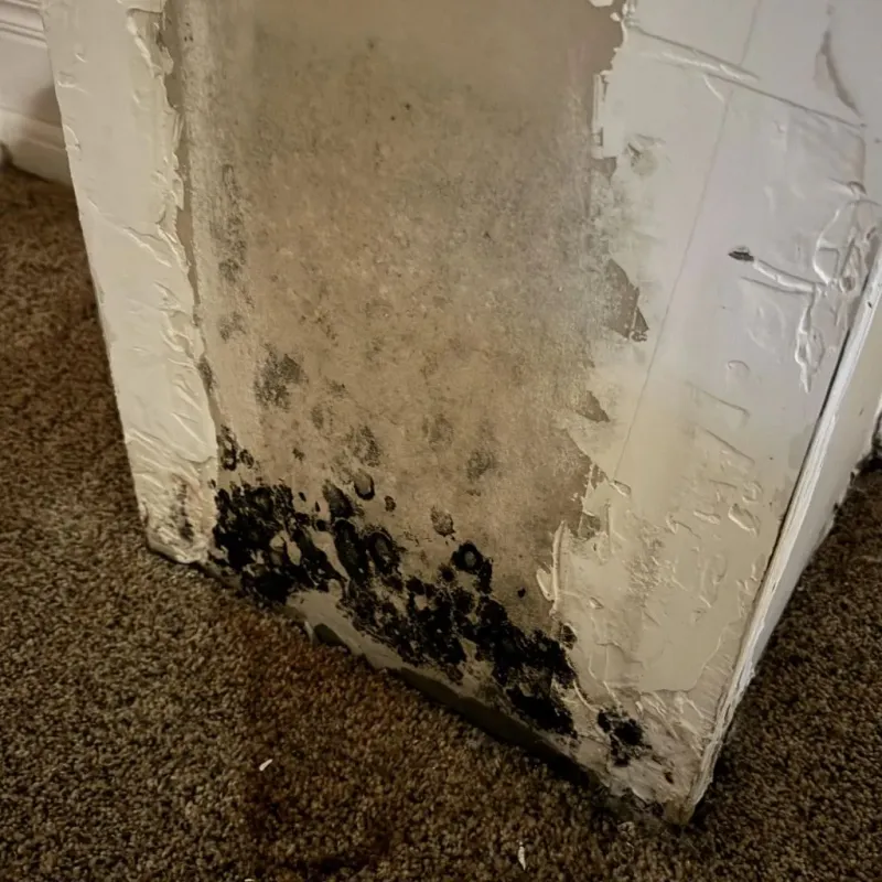 Professional Mold Removal in Galveston County, TX